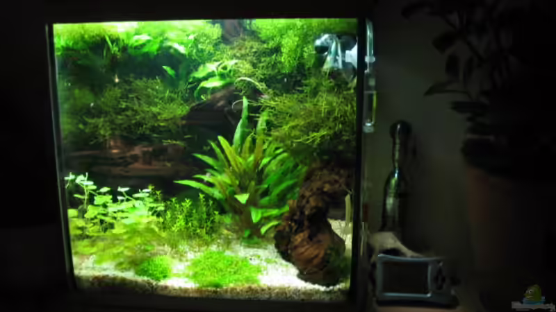 Aquarium Becken 9065 von Ralle (3)