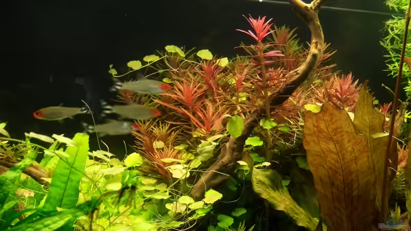 Aquarium Becken 9098 von Marmax (10)