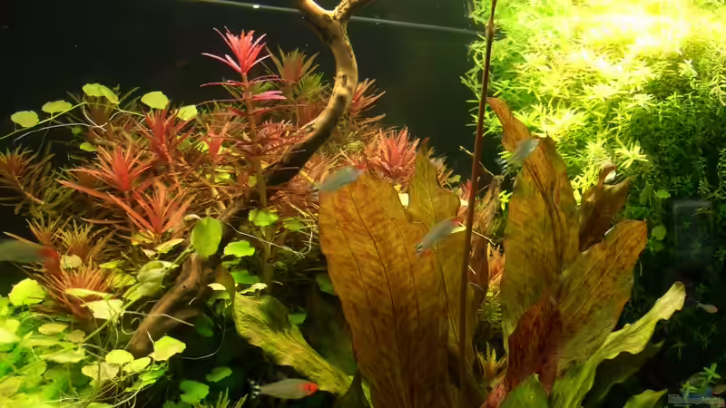 Aquarium Becken 9098 von Marmax (11)