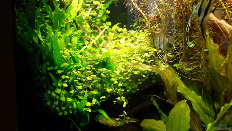 Aquarium Becken 9098 von Marmax (13)