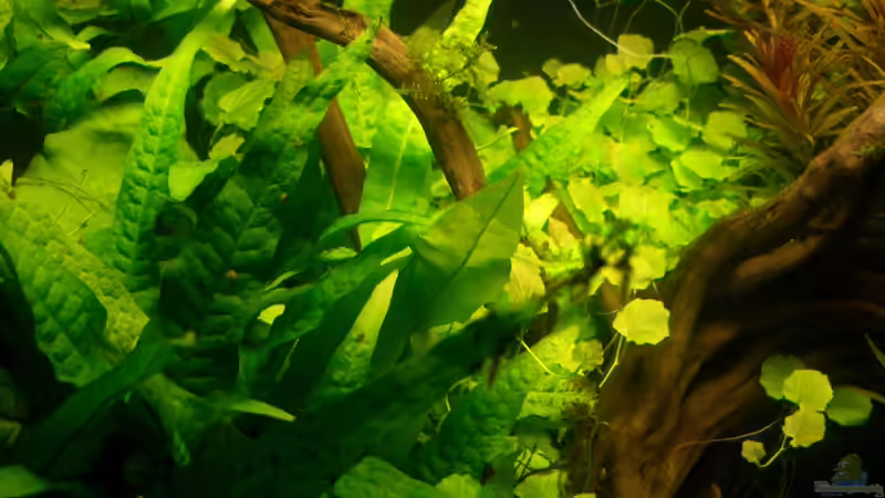 Aquarium Becken 9098 von Marmax (3)