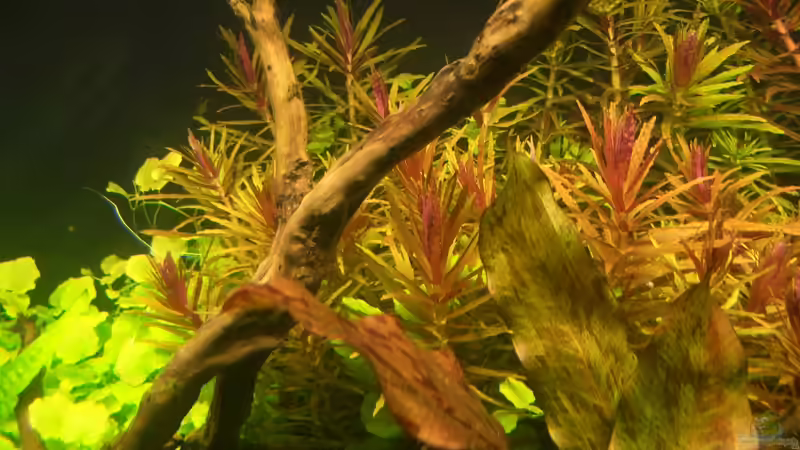 Aquarium Becken 9098 von Marmax (4)