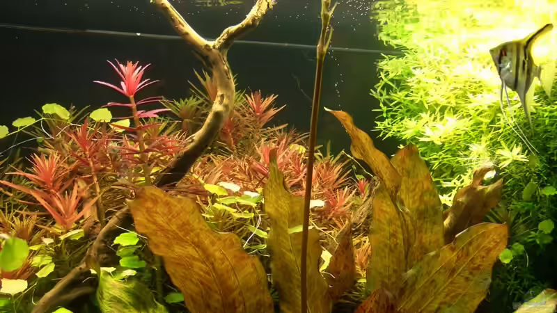 Aquarium Becken 9098 von Marmax (9)