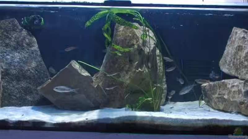 Aquarium Becken 91 von Simon Delgardo (6)