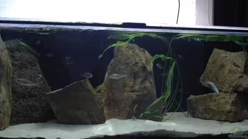 Aquarium Becken 91 von Simon Delgardo (7)