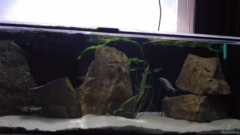 Aquarium Becken 91 von Simon Delgardo (8)