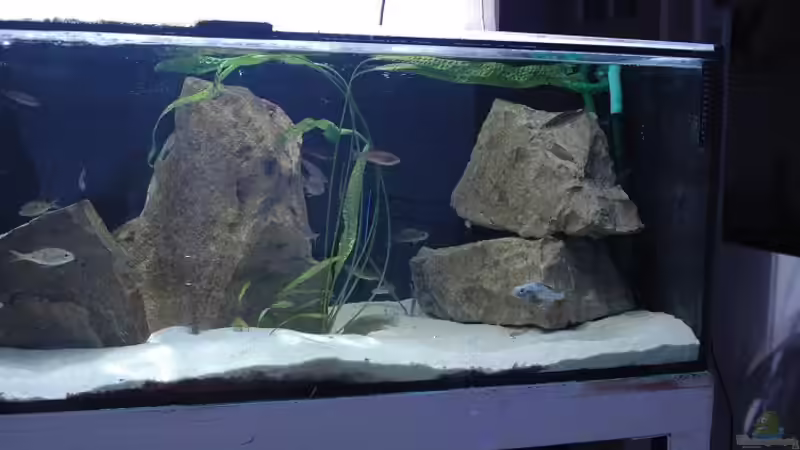 Aquarium Becken 91 von Simon Delgardo (9)