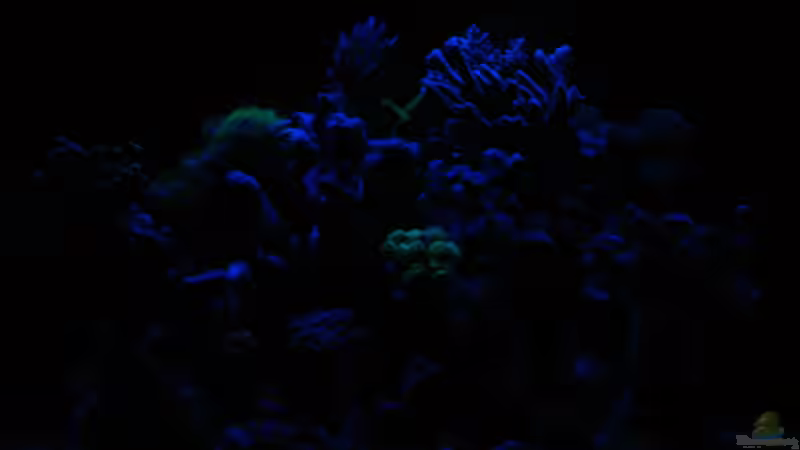 Aquarium Becken 9103 von water13 (2)