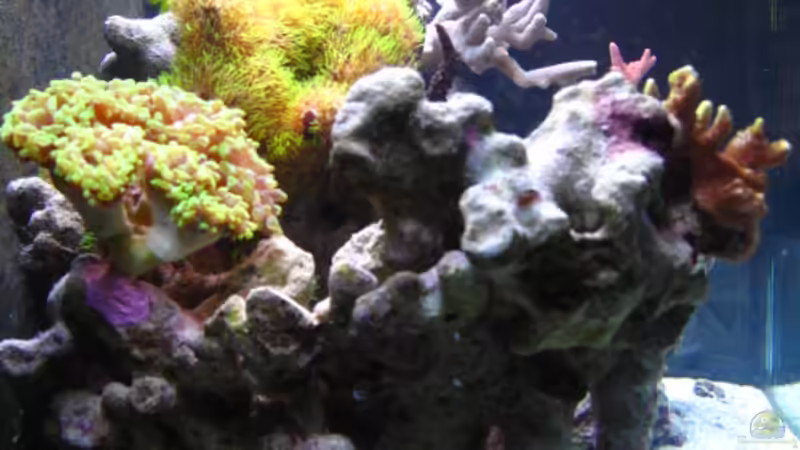 Aquarium Becken 9103 von water13 (4)