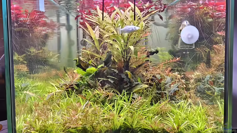 Aquarium Becken 9103 von water13 (6)