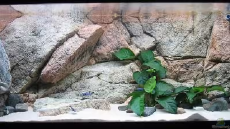 Aquarium Becken 9132 von Tobinhio (2)