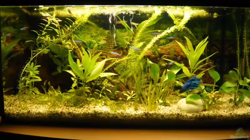 Aquarium Becken 9145 von Alwin Dick (2)