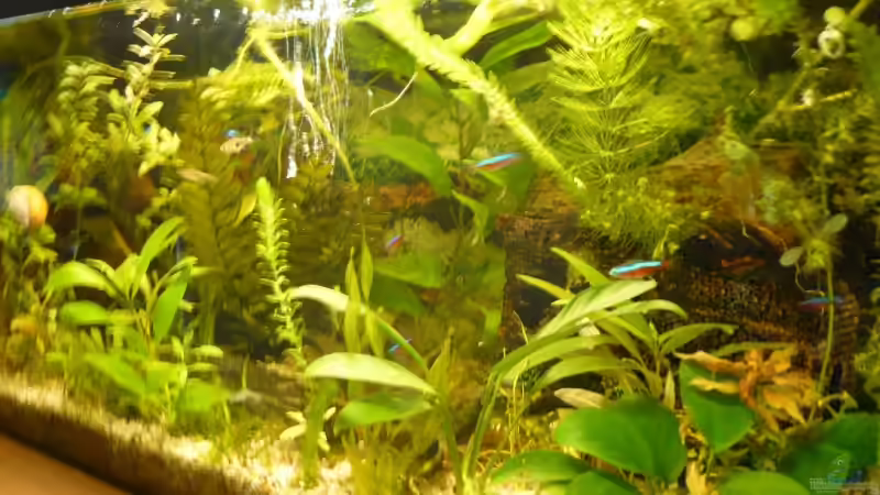 Aquarium Becken 9145 von Alwin Dick (4)