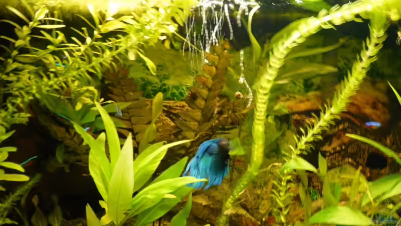 Aquarium Becken 9145 von Alwin Dick (5)