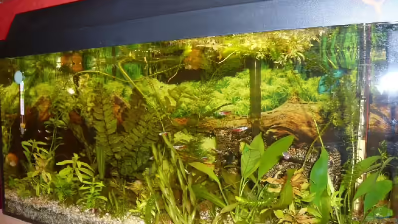 Aquarium Becken 9145 von Alwin Dick (6)