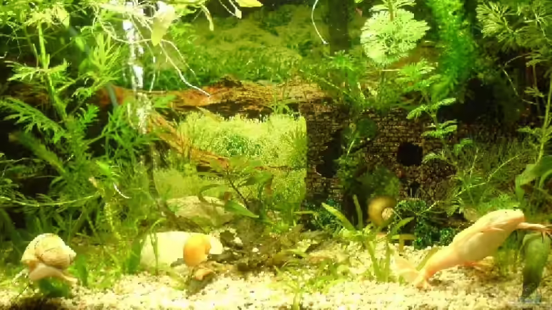 Aquarium Becken 9145 von Alwin Dick (7)