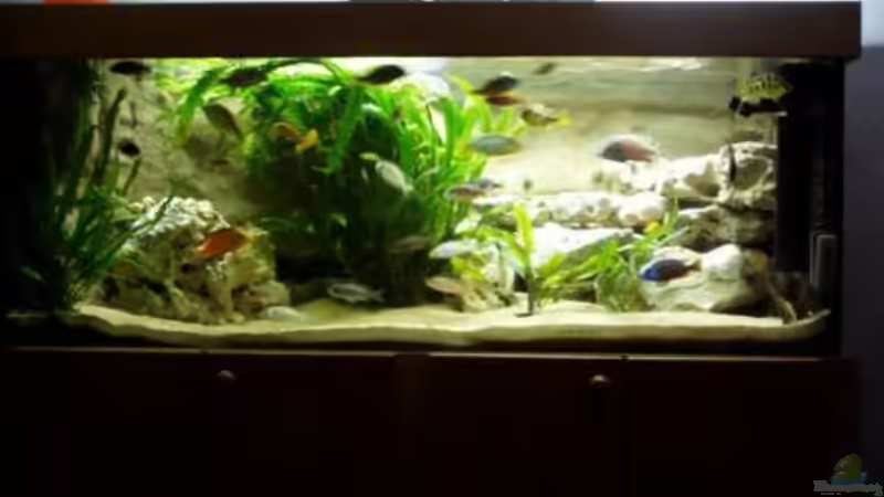 Aquarium Becken 915 von Sven Busch (3)