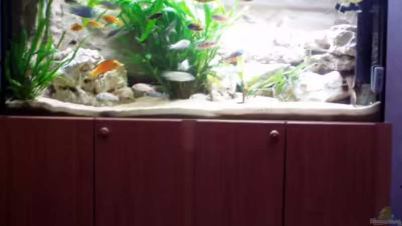 Aquarium Becken 915 von Sven Busch (4)