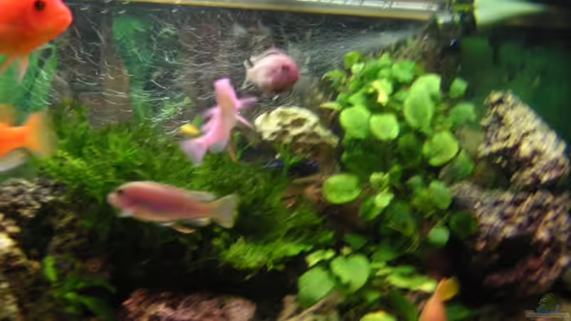 Aquarium Becken 916 von Kai Plagemann (2)