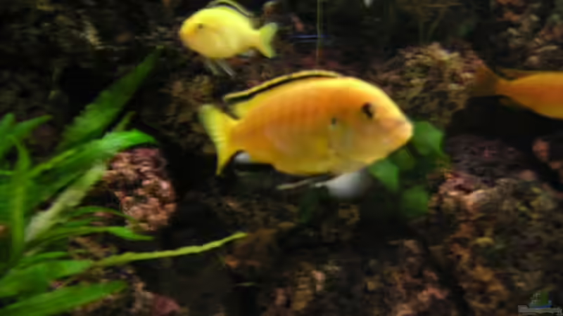 Aquarium Becken 916 von Kai Plagemann (3)