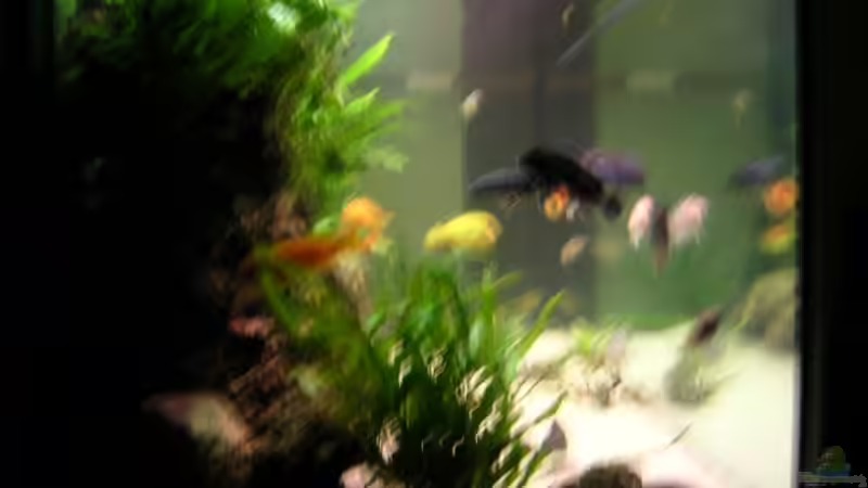 Aquarium Becken 916 von Kai Plagemann (4)