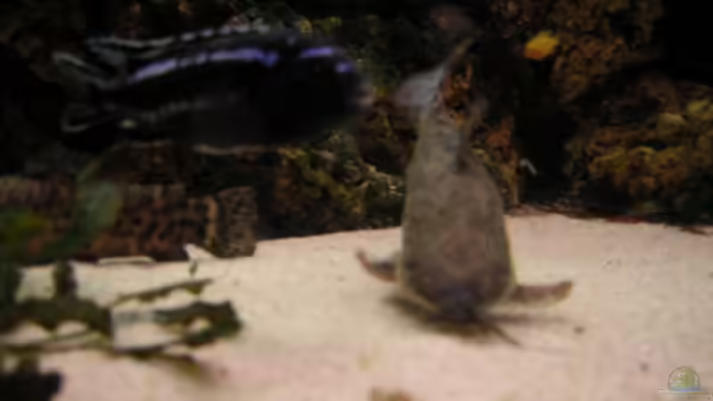 Aquarium Becken 916 von Kai Plagemann (5)