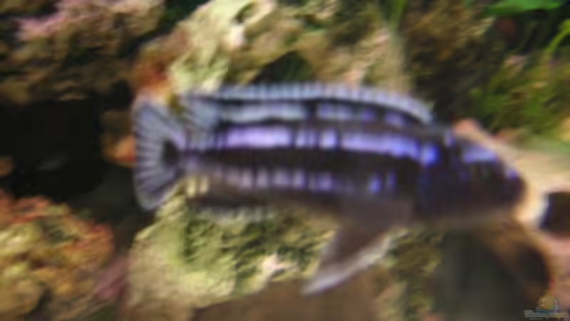 Aquarium Becken 916 von Kai Plagemann (6)