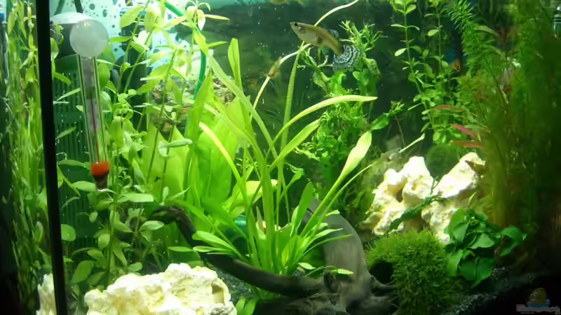 Aquarium Becken 9160 von KaSa (2)