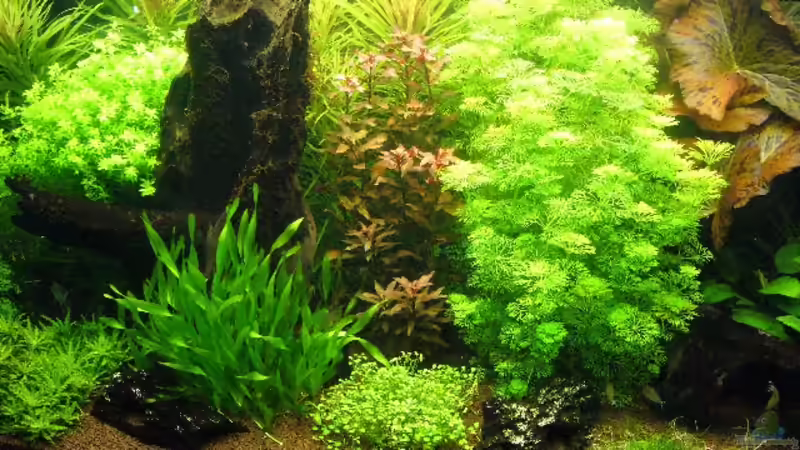 Aquarium Becken 9172 von Alexander Albrecht (4)