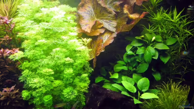 Aquarium Becken 9172 von Alexander Albrecht (5)