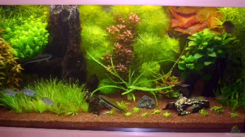 Aquarium Becken 9172 von Alexander Albrecht (6)