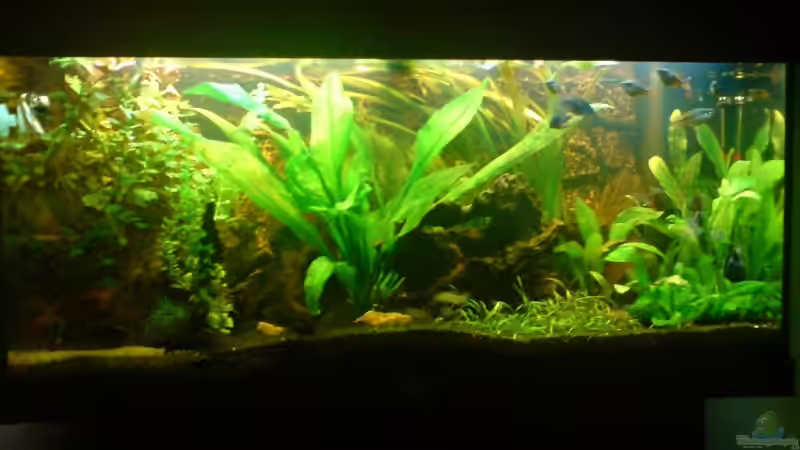 Aquarium Becken 9179 von Becke (2)