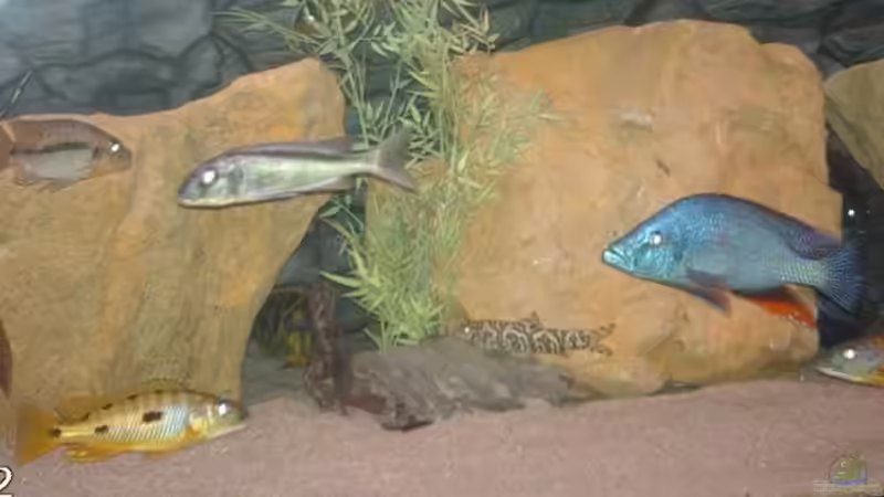 Aquarium Becken 9182 von Peter Bauer (2)