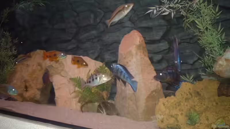 Aquarium Becken 9182 von Peter Bauer (3)