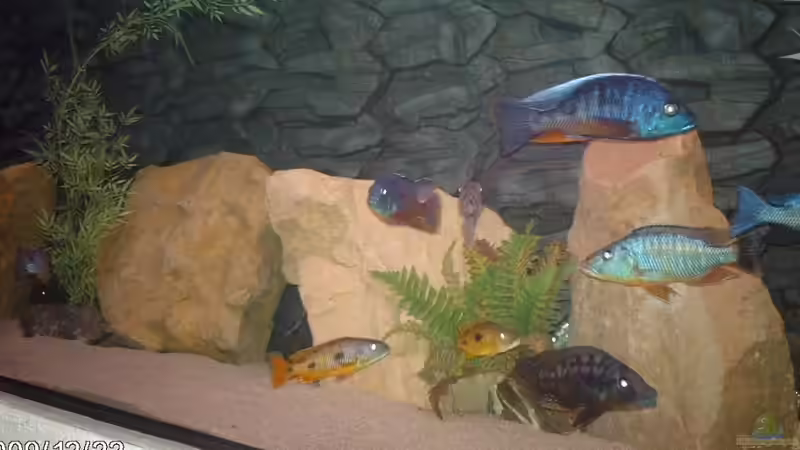 Aquarium Becken 9182 von Peter Bauer (4)