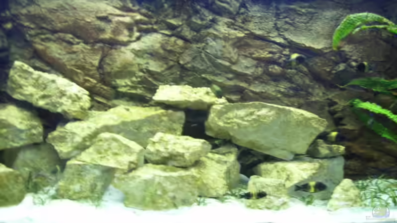 Aquarium Becken 919 von David Kujawa (2)