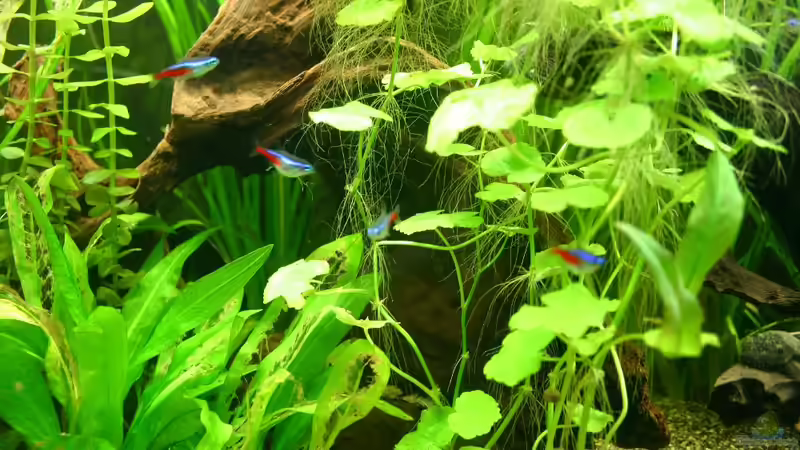 Aquarium Becken 9193 von tomato (3)