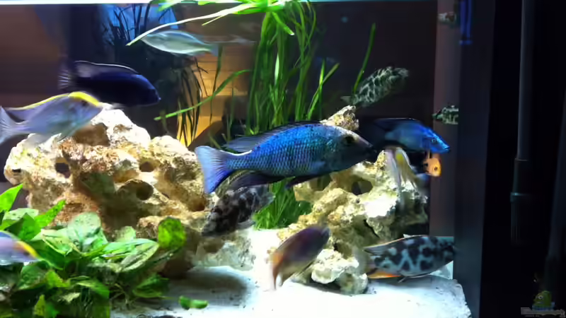 Aquarium Becken 9198 von Jennifer Clee (12)