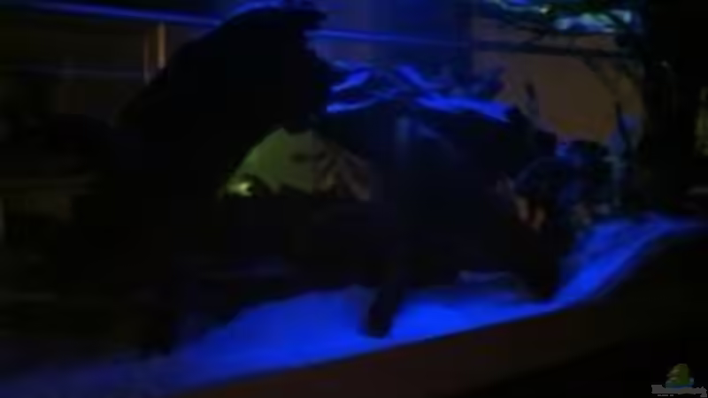 Aquarium Becken 9198 von Jennifer Clee (13)