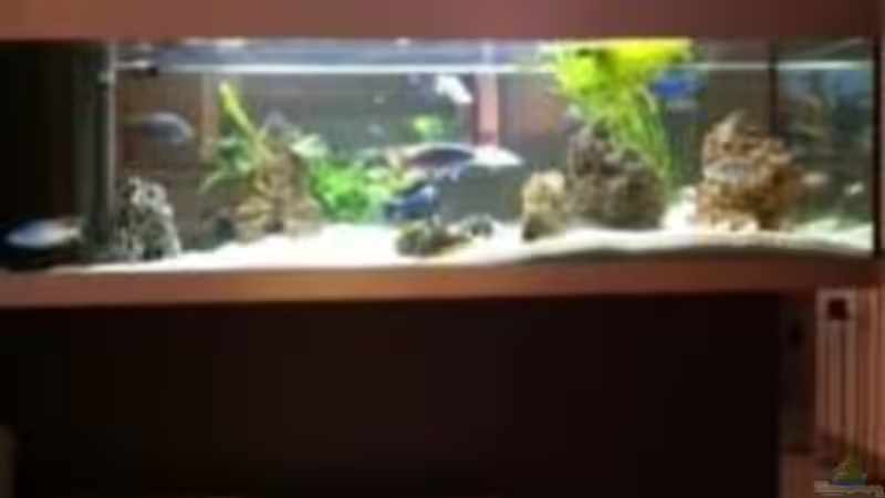 Aquarium Becken 9198 von Jennifer Clee (18)