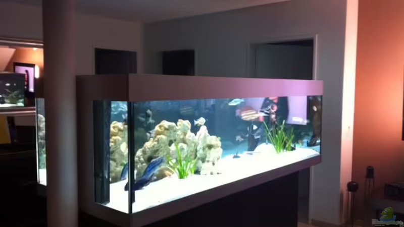 Aquarium Becken 9198 von Jennifer Clee (19)