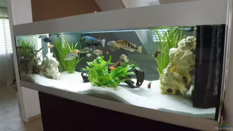 Aquarium Becken 9198 von Jennifer Clee (5)