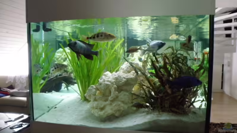 Aquarium Becken 9198 von Jennifer Clee (8)