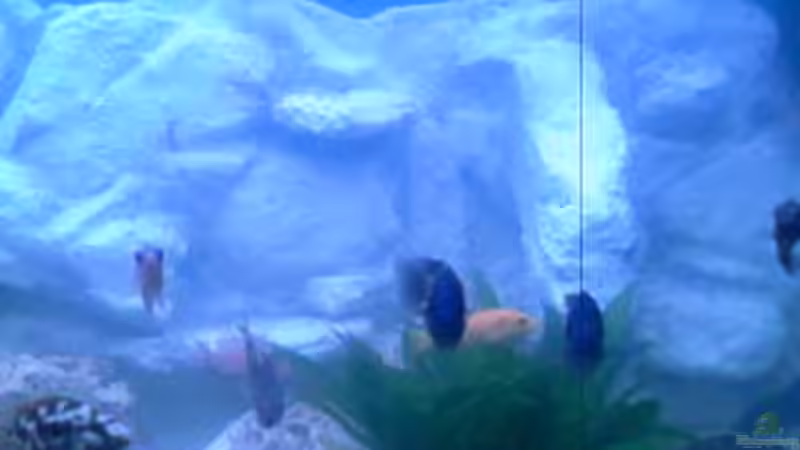 Aquarium Becken 9202 von Sonnenelise2003 (4)