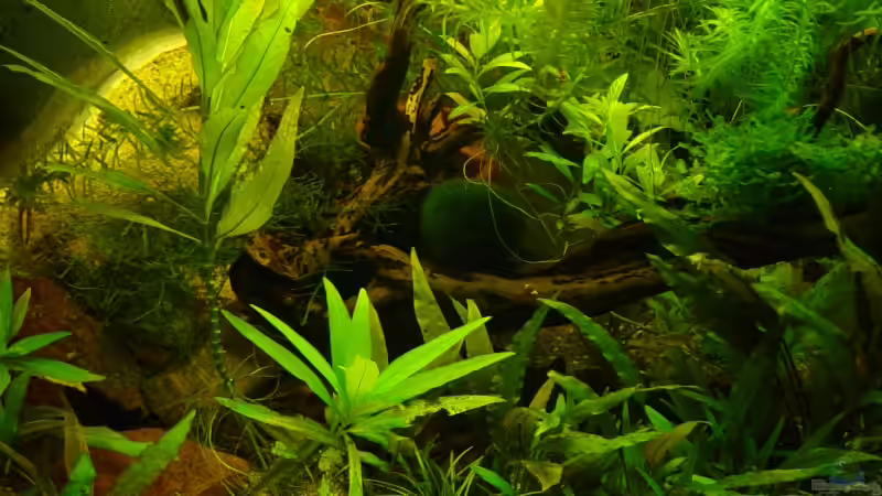 Aquarium Becken 9203 von Carsten Gutsche (3)