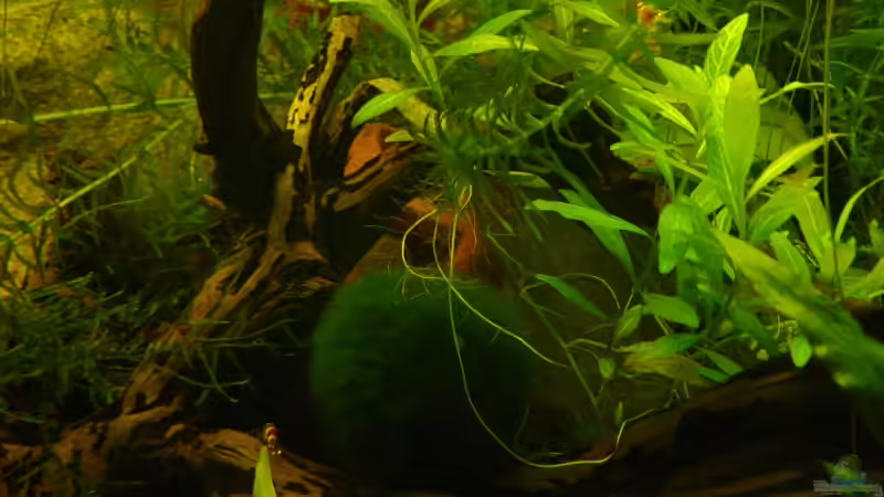 Aquarium Becken 9203 von Carsten Gutsche (4)