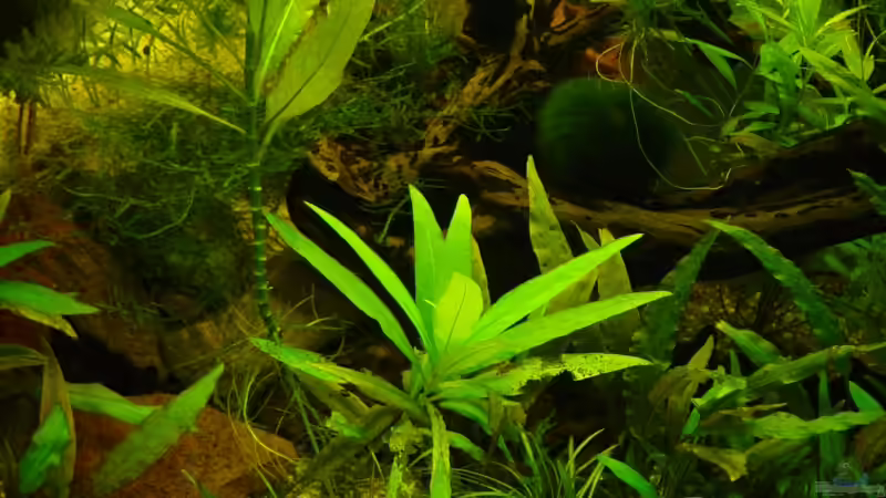 Aquarium Becken 9203 von Carsten Gutsche (6)