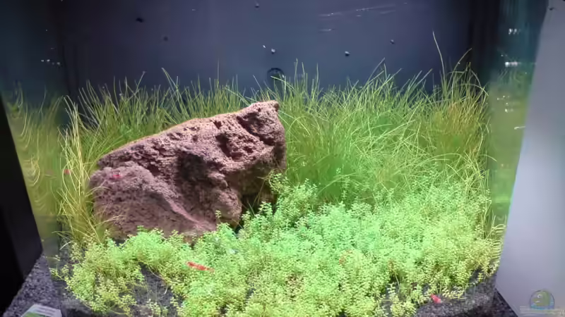 Aquarium Becken 9215 von Mario Coordes (2)