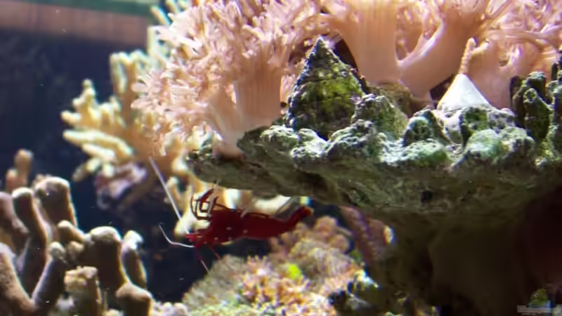 Aquarium Becken 9218 von mk (2)