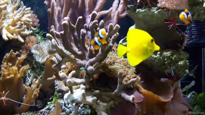 Aquarium Becken 9218 von mk (4)